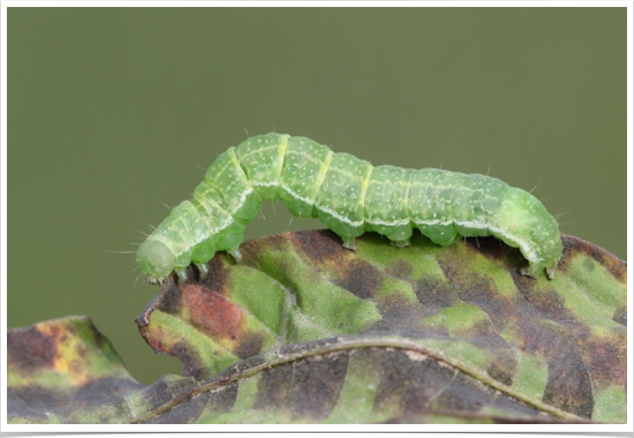 Anomis erosa
Yellow Scallop Moth
Monroe County, Alabama